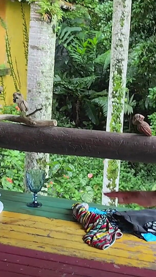 Husband Gifts Wife with a Well-endowed Black Man, and She Lets Him Have Sex Outdoors on a Farm.